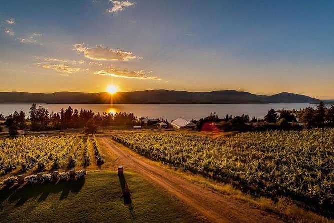 Filas de viñedos verdes en el Valle de Okanagan con colinas al fondo y luz dorada, Columbia Británica