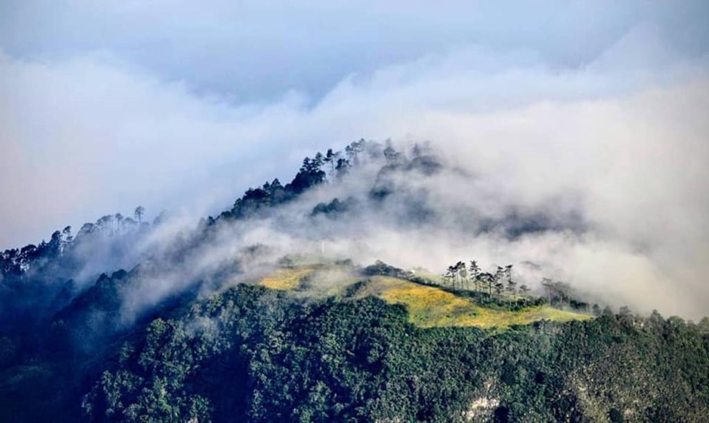Bosque en San José del Pacífico, Oaxaca