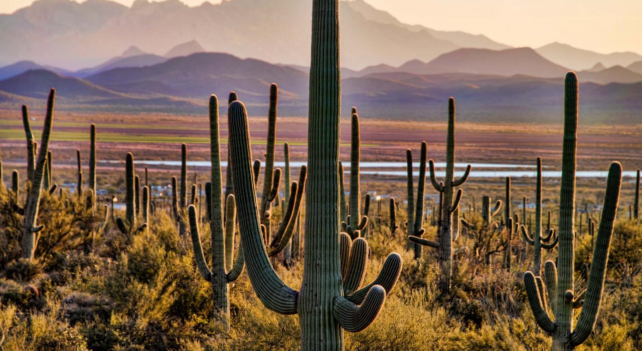 Cactus gigantes saguaro en Arizona