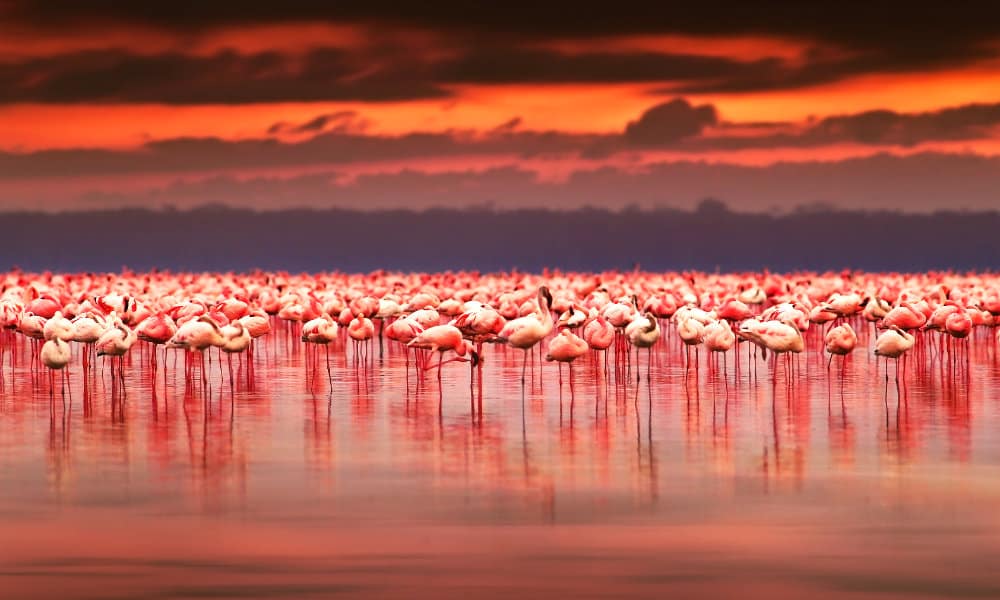 Bandada de flamencos rosados en vuelo sobre la laguna de la Reserva de la biosfera Ría Celestún, Yucatán