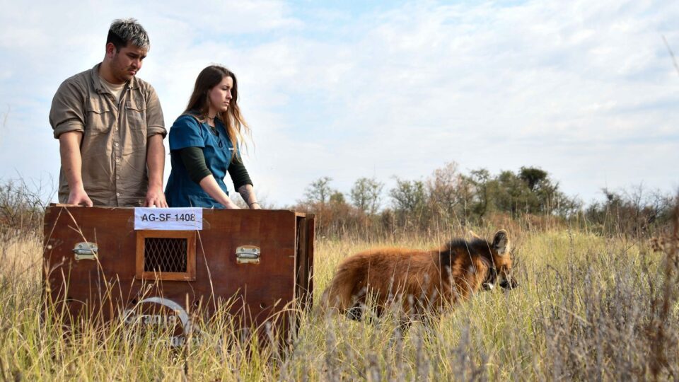 Liberacion de un Aguará Guazú en la Reserva El Fisico