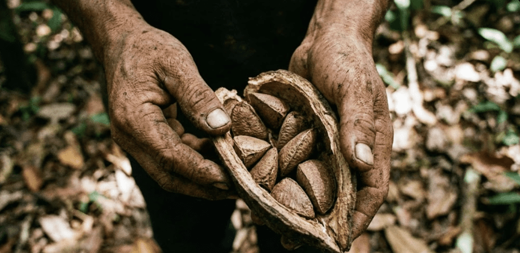 Primer plano realista de las manos de un recolector (zafrero) sosteniendo un coco de castaña abierto en la selva de Pando, Bolivia, durante la cosecha.
